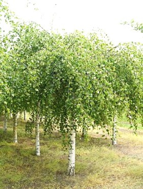 Brzoza brodawkowata Youngii szczepiona na pniu (Pa 100, obw. 6/10, H-150)