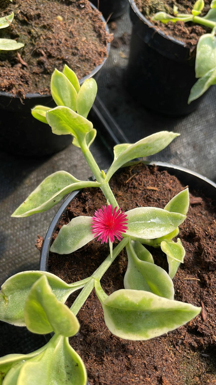 Przypołudnik Dorotheanthus Odporny na suszę