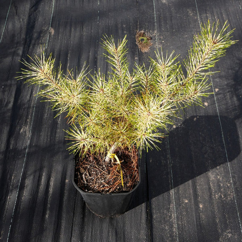 Sosna gęstokwiatowa Rainbow