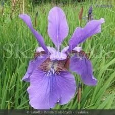 Irys syberyjski Kosaciec