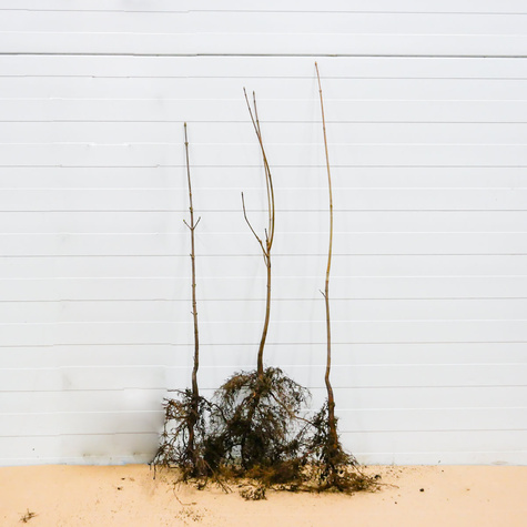 Klon Polny Plant Pack