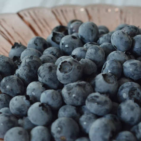Borówka amerykańska Sierra średniowczesna (C2)