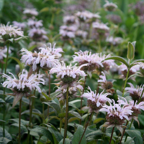 Pysznogłówka dwoista mix kolorów (C2)