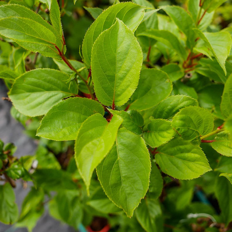 Mini Kiwi Aktinidia Ostrolistna Ananasnaya Żeńska Czerwona