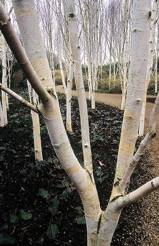 Brzoza pożyteczna Okazy Doorenbos (8-12cm)