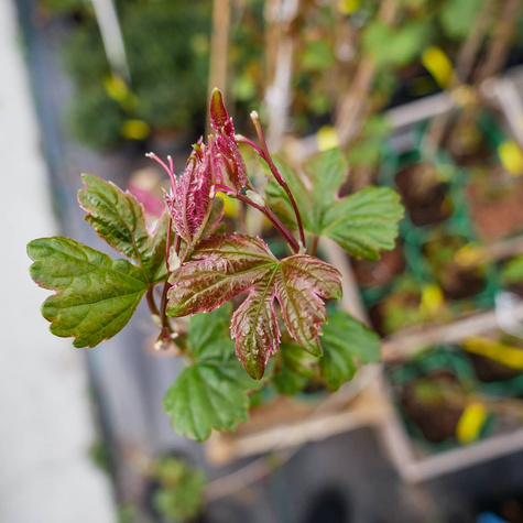 Winnik zmienny Elegans (C2)