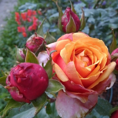 Naparstnica ogrodowa Illumination Cherry Brandy (C2)