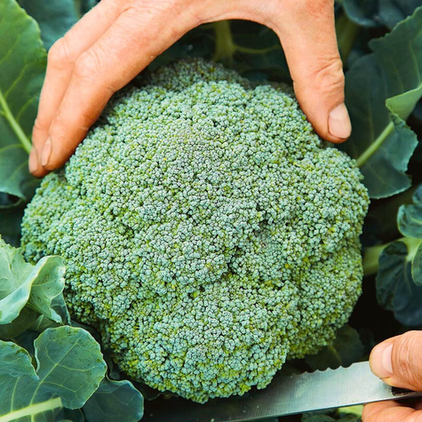 Brokuł Ramoso Calabrese wczesny 1g