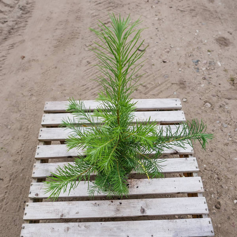 Modrzew europejski P9