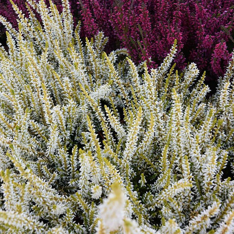 6 x Wrzos pospolity biały kwiat żółte liście sadzonki