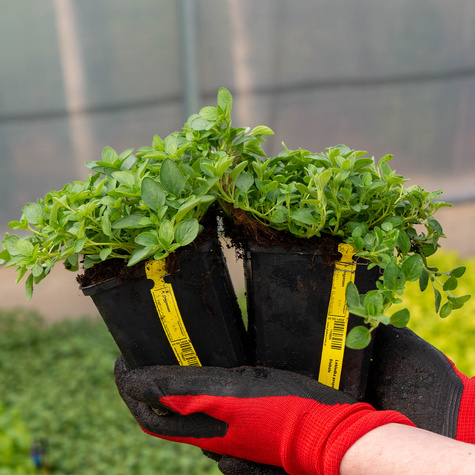 Lebiodka pospolita Diabolo