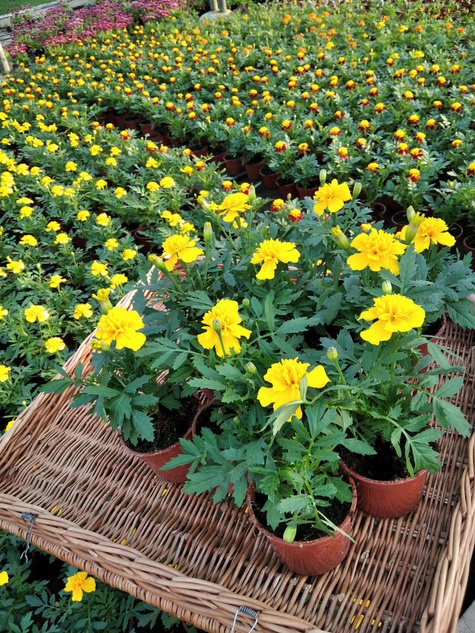 Aksamitka Aksamitki Byczek żółta niska Odstrasza Komary