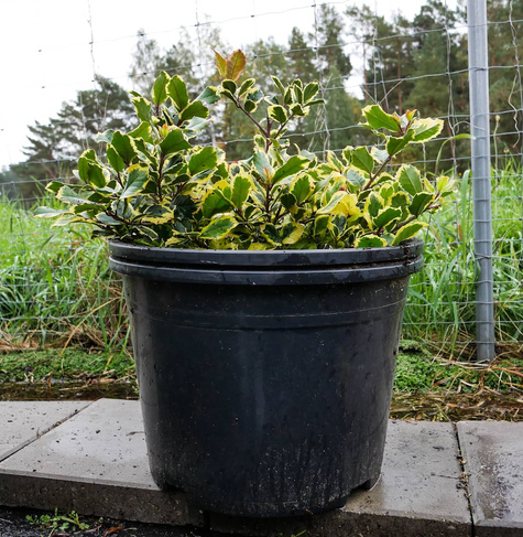 Ostrokrzew Golden King (C20)