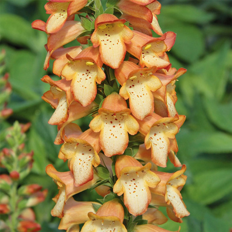Naparstnica ogrodowa Illumination Apricot (C2)