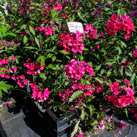 Płomyk wiechowaty Floks Star Fire (C2)