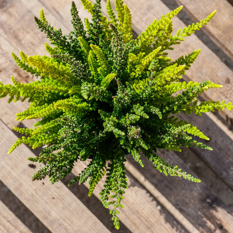 Zestaw 6 x Wrzos pospolity tricolor Trio Mix 3 kolorów sadzonki