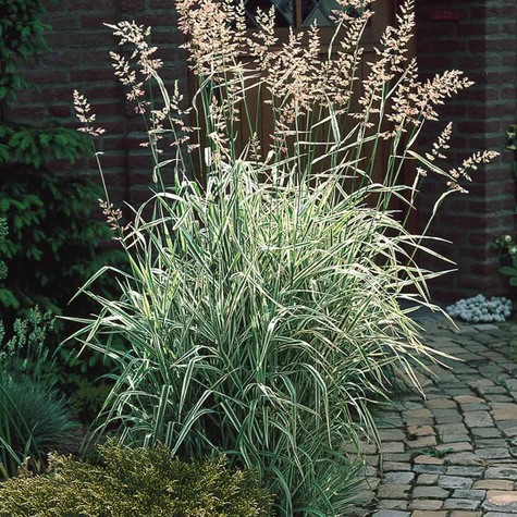 Mozga trzcinowata Feesey