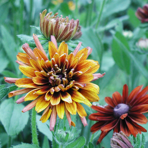 Rudbekia owłosiona Cherokee Sunset (C2)