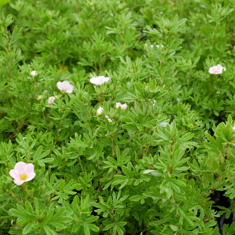 Pięciornik krzewiasty 'Novo' (C2)