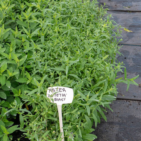 Aster pirenejski Lutetia biały (C2)