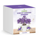 Zestaw do uprawy Bonsai Drzewko szczęścia Paulownia