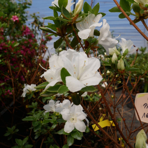 Azalia japońska Pleasant White