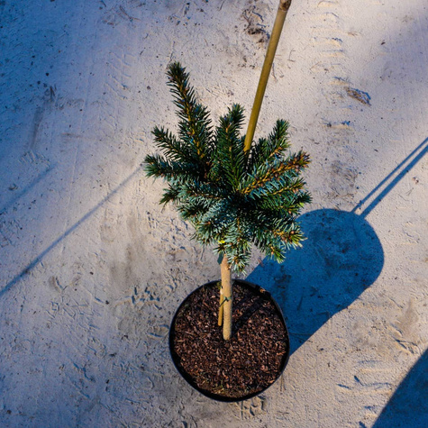 Świerk serbski Beskid szczepiony na pniu Pa50