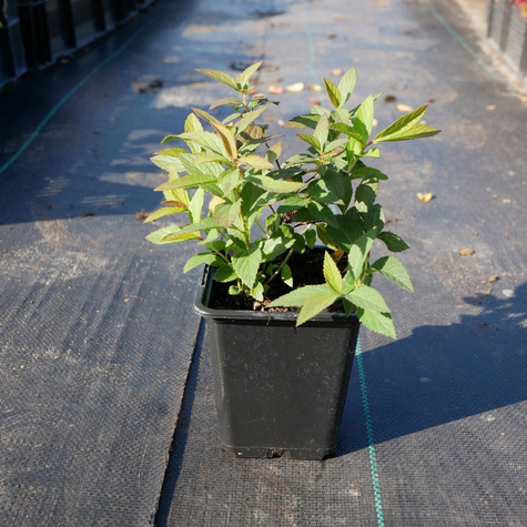 Tawuła japońska Genpei Shirobana dwubarwna (P9)