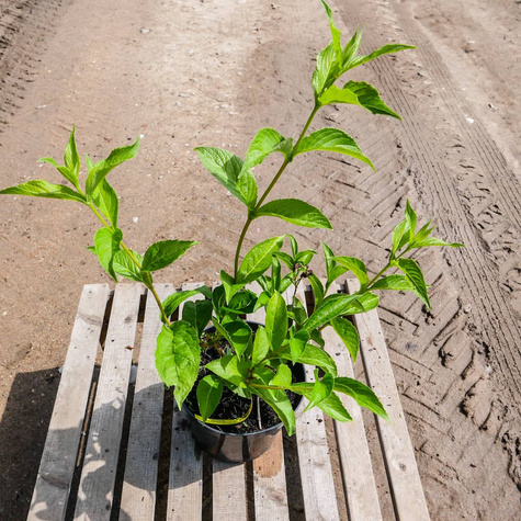 Krzewuszka Middendorfa (C2)