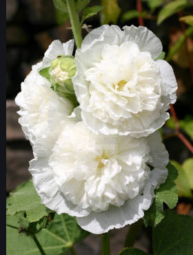 Malwa różowa White