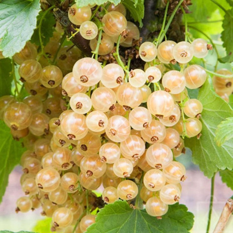 Zestaw sadzonek OWOCE LEŚNE 4 szt sadzonek jeżyna malina porzeczka borówka