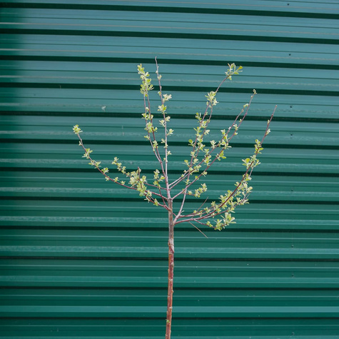 Wierzba szara Tricolor szczepiona na pniu (C5)