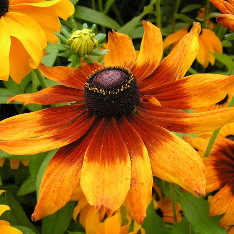 Rudbekia dwubarwna 0,5g