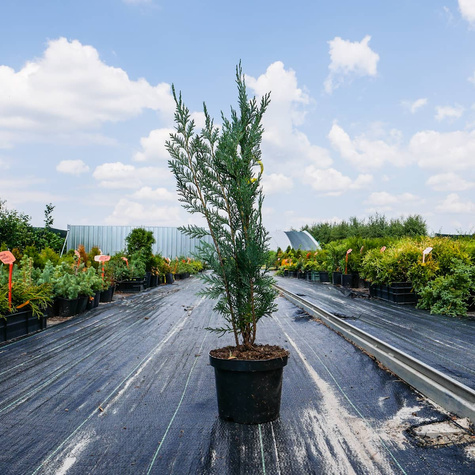 Cyprysik lawsona Columnaris