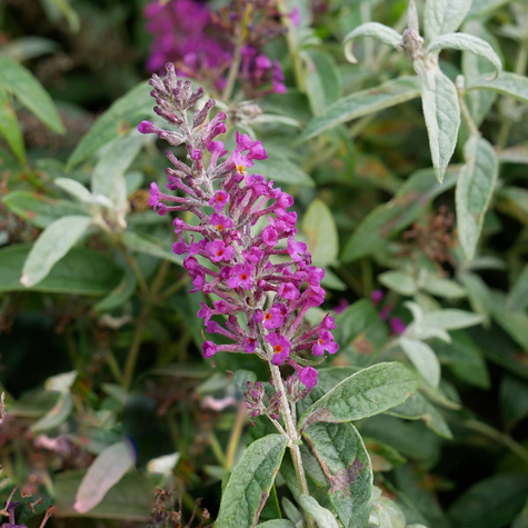 Budleja Dawida Summer Bird Magenta karłowa (C2)