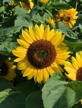 Słonecznik ogrodowy jadalny paskowany 10g