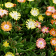 Delosperma Coopera Ice Cream™ MixMasters® Swirl