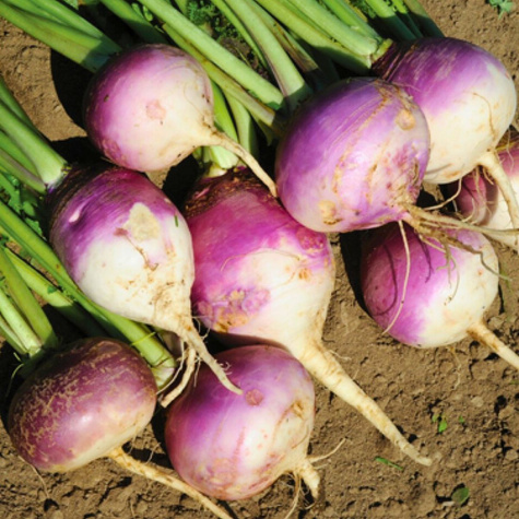 Rzepa pastewna ścierniskowa cena za 0,1 kg