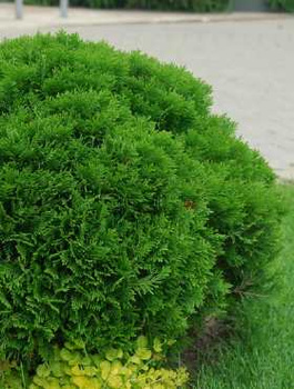 Thuja Tuja Żywotnik zachodni 'Umbraculifera'