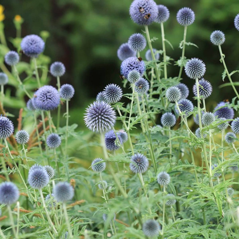 Przegorzan pospolity 2g