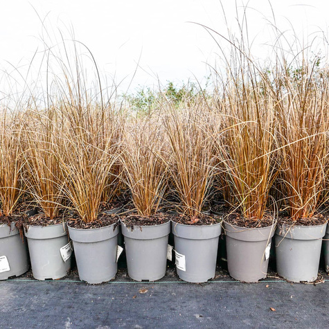 Turzyca Buchanana Red rooster Czerwony Kur (C2)