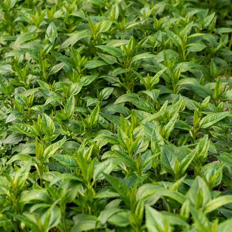 Przetacznik kłosowy Blue (P9)