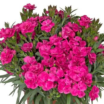 Goździk ogrodowy Peman Fancy Cerise