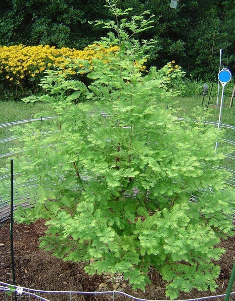 Metasekwoja chińska (C2)