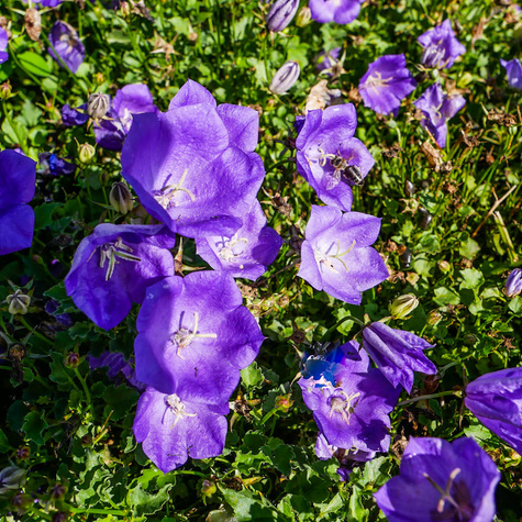 Dzwonek karpacki Perla Blue (C2)