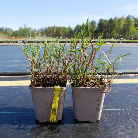 Nachyłek okółkowy różowy American Dream (C2)