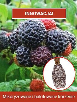 Malina czarna Najzdrowsza z malin naturalna aspiryna Plant Pack