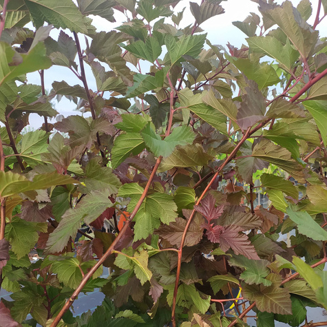 Pęcherznica kalinolistna Magic Ball (P9)