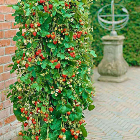 Truskawka San Andreas pnąca, wisząca, powtarzająca FRIGO