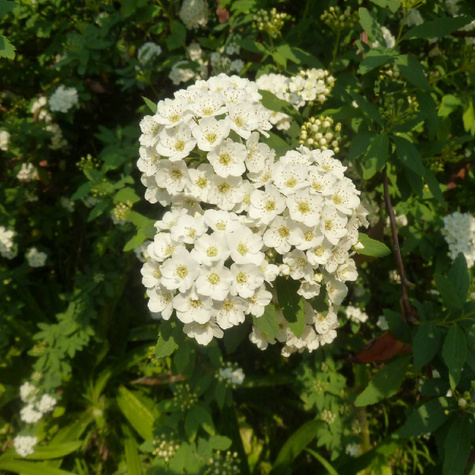 Tawuła nippońska Snowmoun